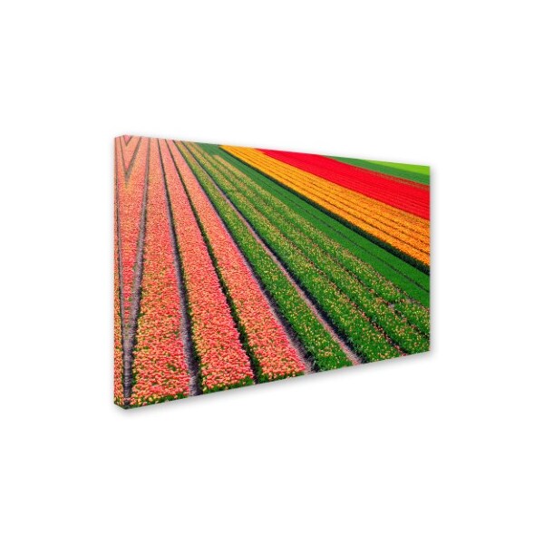 Cora Niele 'Tulip Field In Orang Red And Green' Canvas Art,30x47
